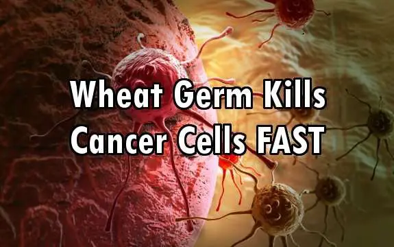 Avemar: Fermented Wheat Germ Kills All Types of Cancer Cells FAST