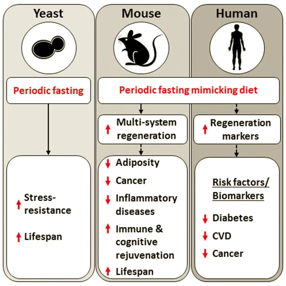 Diet that mimics fasting appears to slow aging