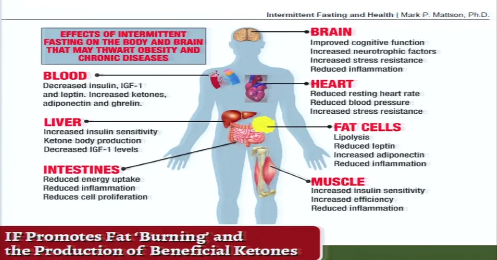 Effects of Intermittent Fasting on the Body and Brain ...