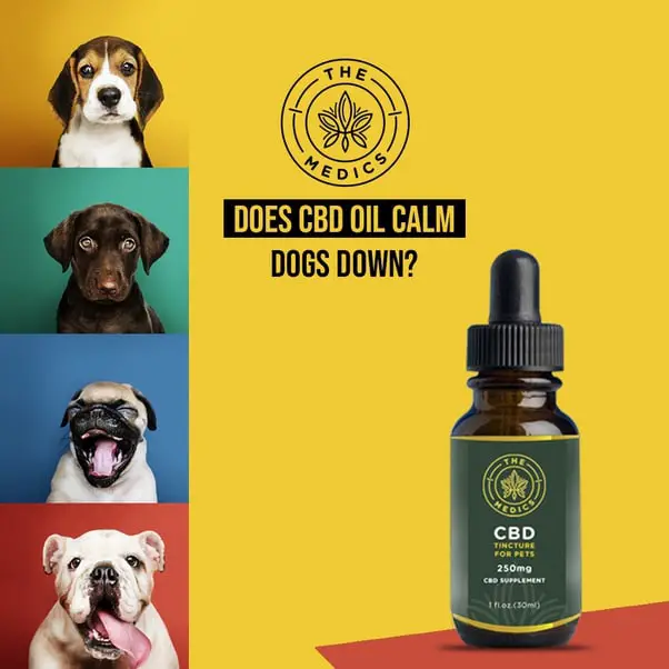 Is CBD effective for dogs with anxiety?