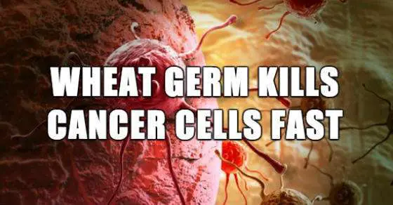 Science Says, Fermented Wheat Germ Kills All Types of Cancer Cells FAST